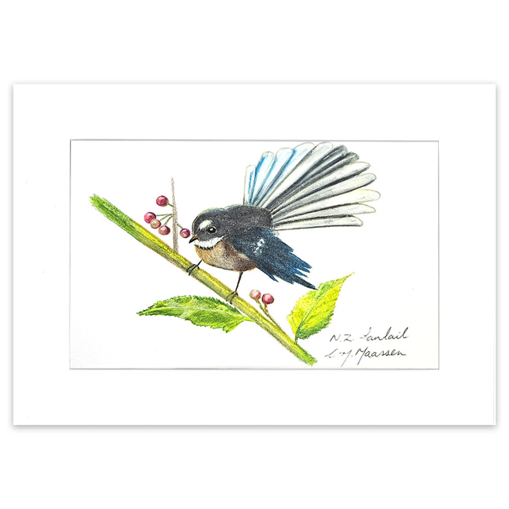 a pencil drawing of a fantail