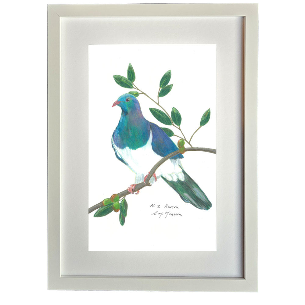 Kereru bird pencil drawing on branch framed artwork print