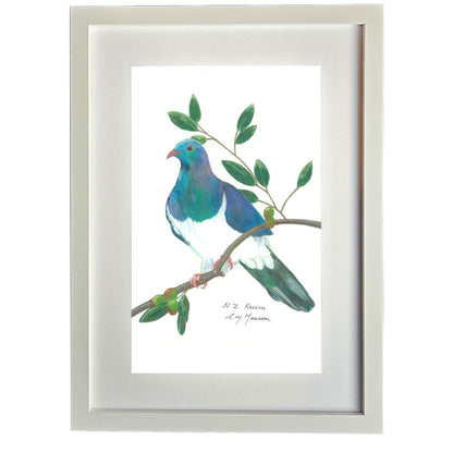 Kereru bird pencil drawing on branch framed artwork print