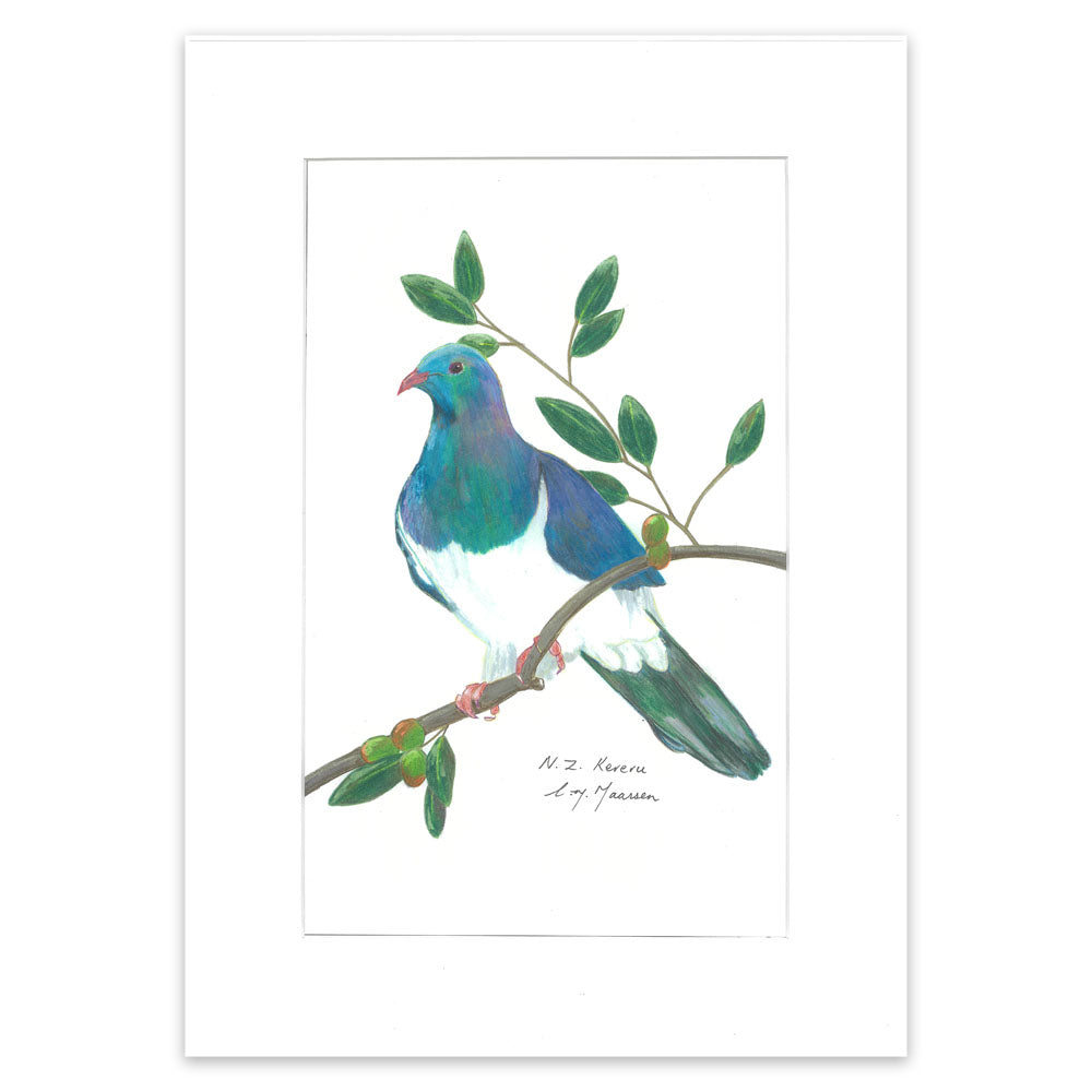 Kereru bird pencil drawing on branch