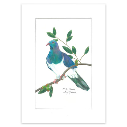 Kereru bird pencil drawing on branch