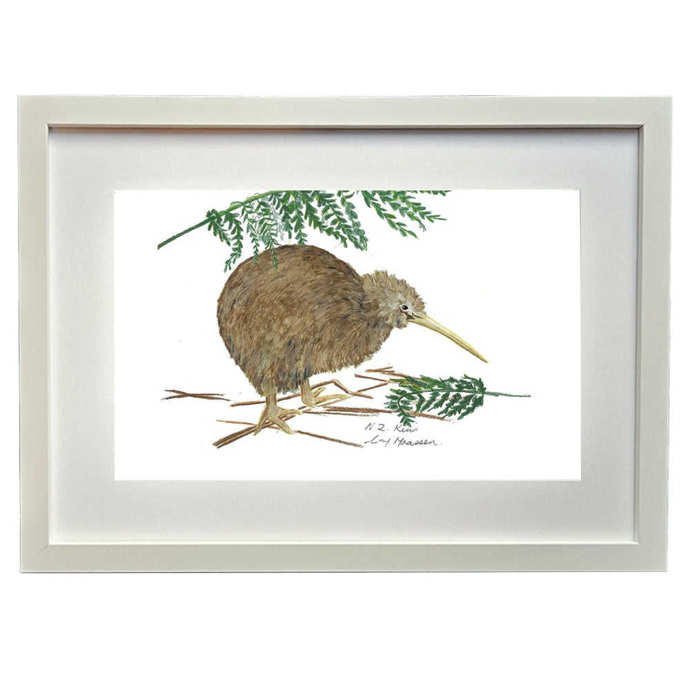 New Zealand Kiwi colour pencil drawing framed