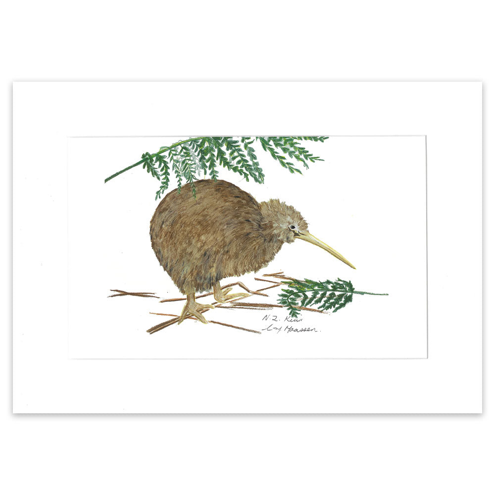 New Zealand Kiwi colour pencil drawing 