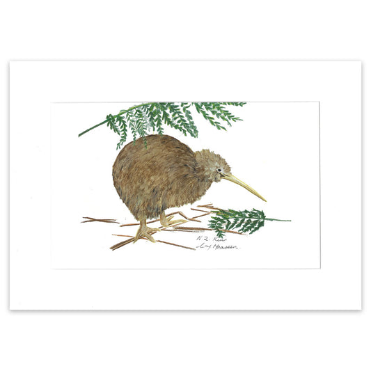 New Zealand Kiwi colour pencil drawing 