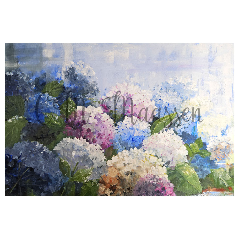 Colorful hydrangea flowers with a blurred background