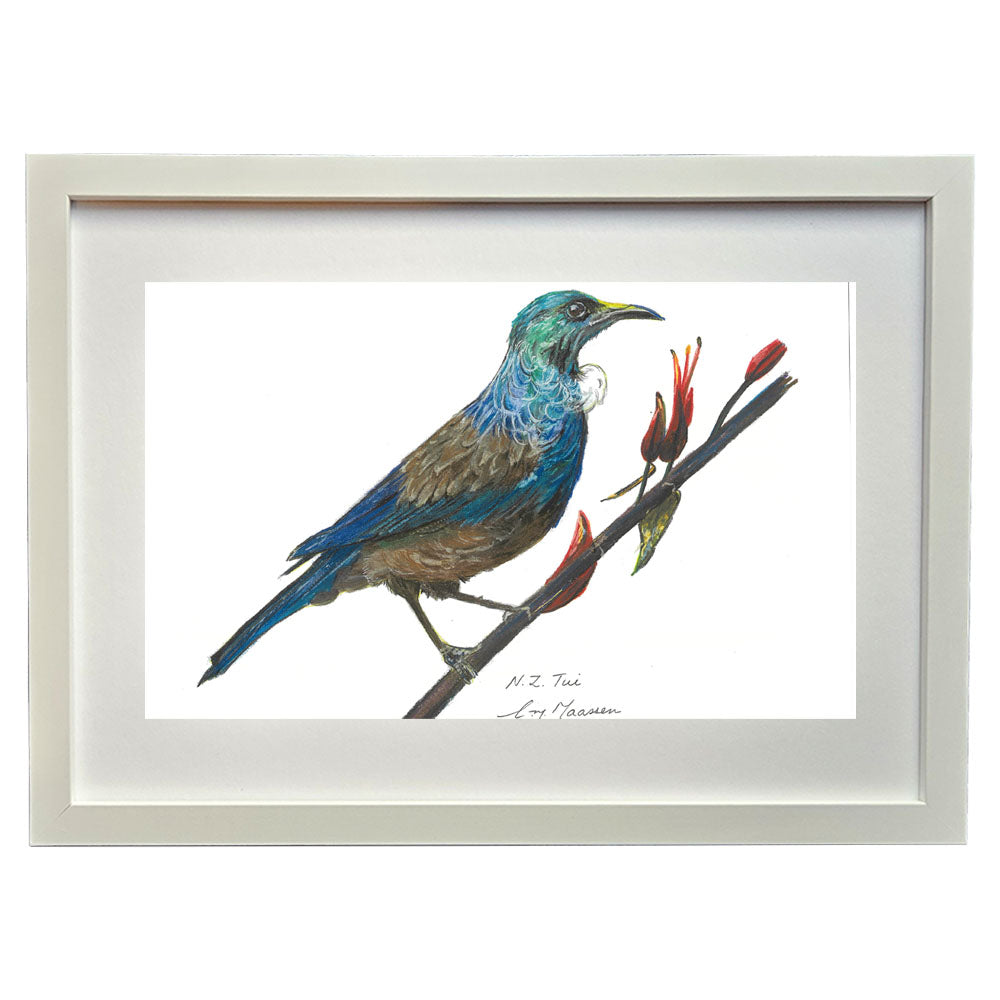 New Zealand Tui bird colour pencil drawing framed