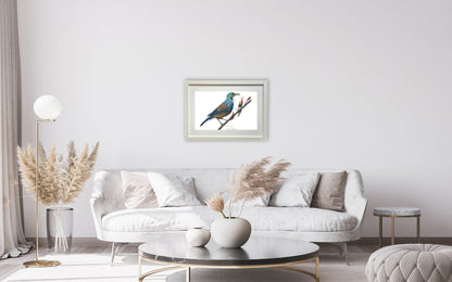 New Zealand Tui bird colour pencil drawing