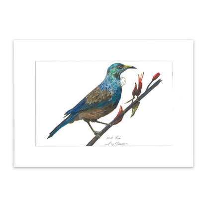 New Zealand Tui bird colour pencil drawing