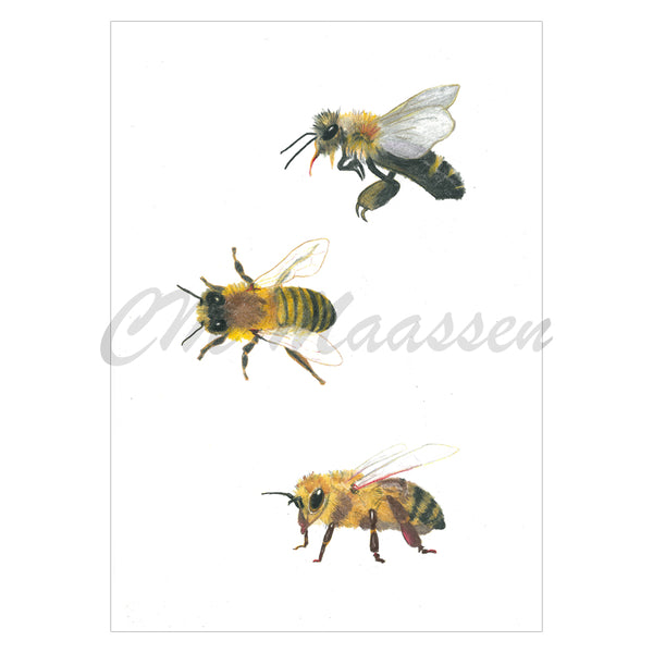 3 NZ Honey Bees card 
