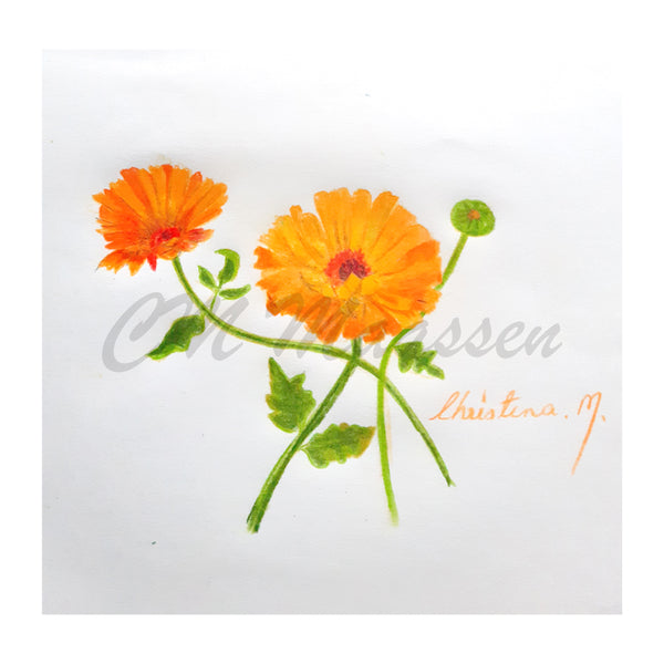 Calandula flower greetings card