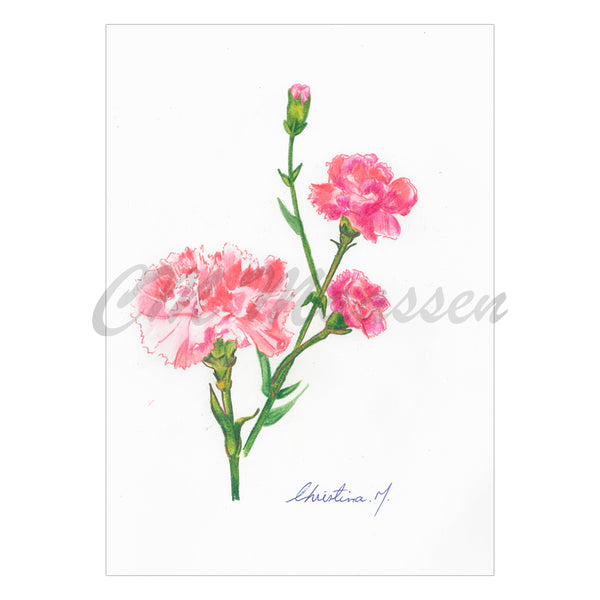 Pink Carnation Black Greetings Card