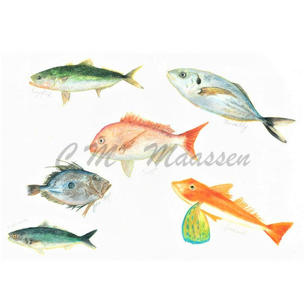 Northland Fish Cards by Christina Maassen 