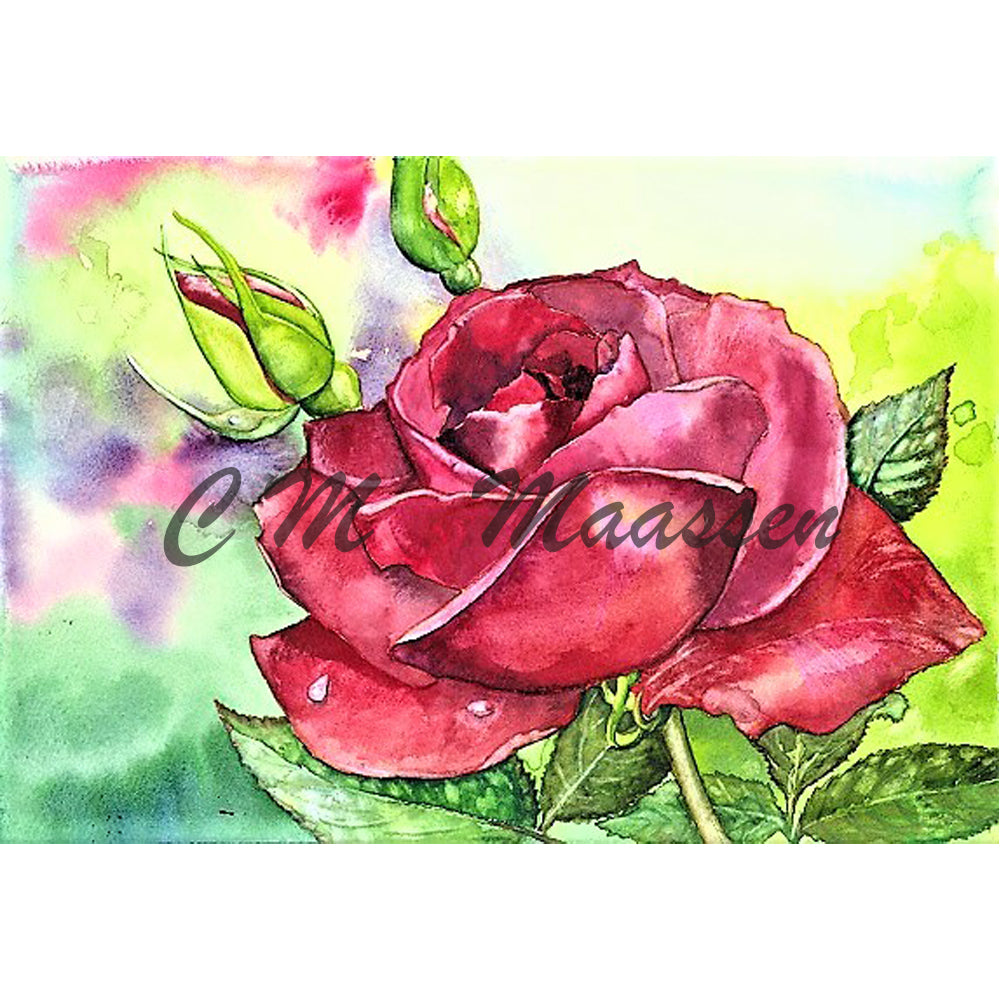 Red Rose Card by Christina Maassen 