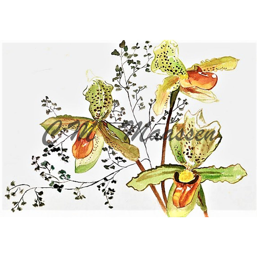 Slipper Orchid cards by Christina Maassen 