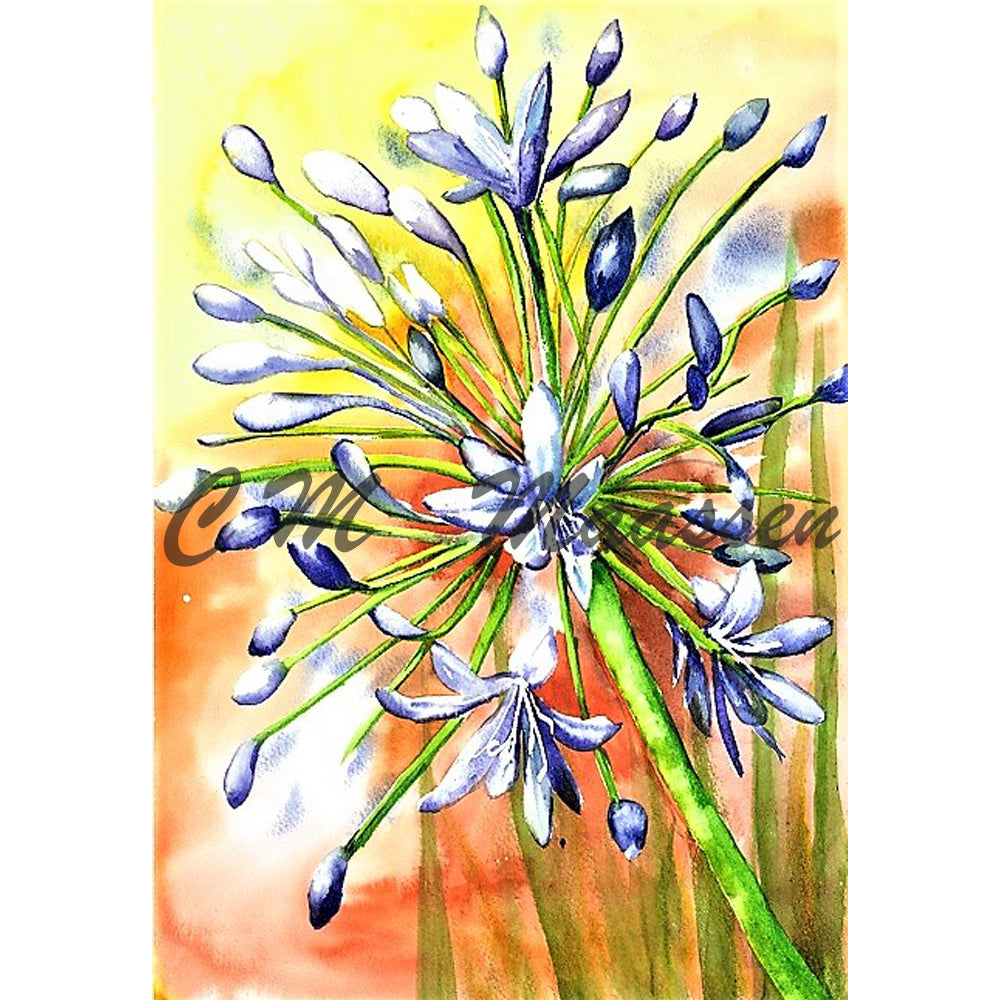 Agapanthus Cards by Christina Maassen 