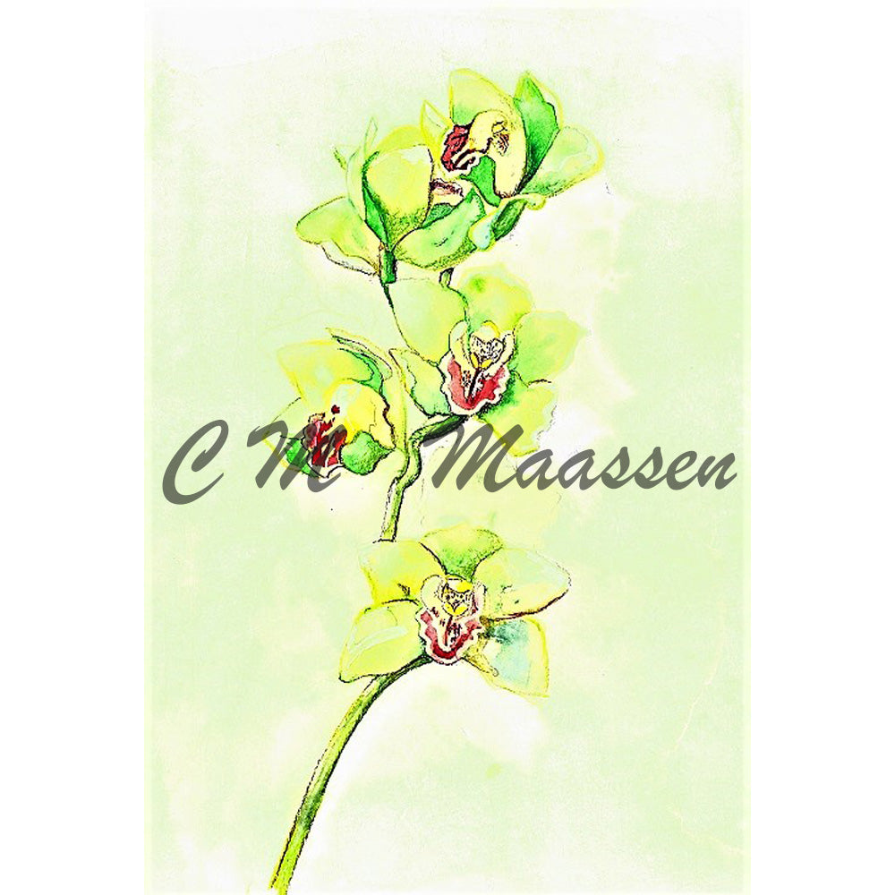 Cymbidium Orchid Cards by Christina Maassen 