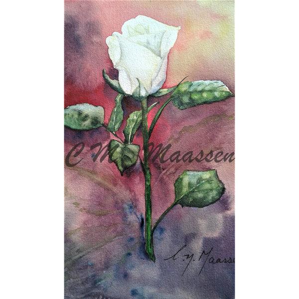 White Rose on Purple Card by Christina Maassen 