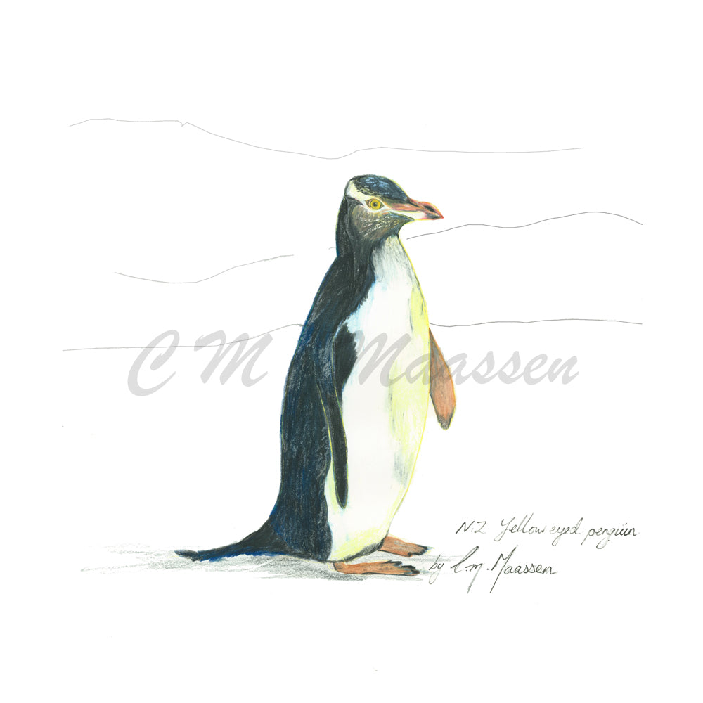 Yellow Eyed Penguin Cards by Christina Maassen 