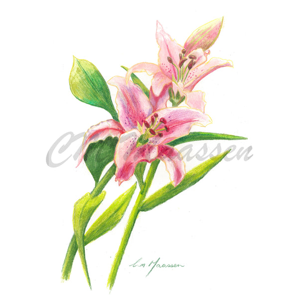 Pink Asiatic Lillies Greetings Card