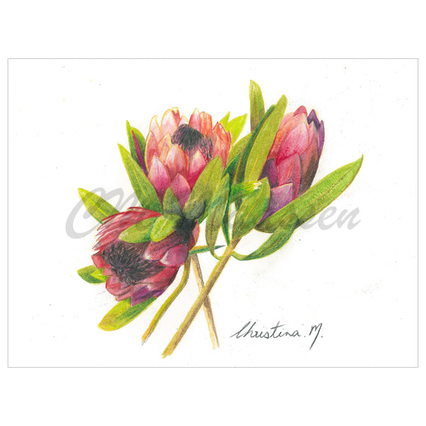 Protea Greetings Card