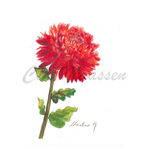 Rust Red Chrysanthemum Gift Card